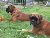 /album/fotogalerie-fotogalerie1/cerven-2010-047-jpg1/